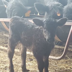 Meet your Posher, Ian